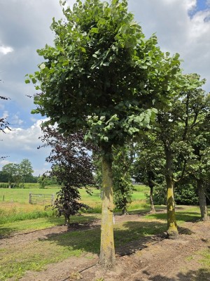 Afbeelding Silberlinde als natürlicher Sonnenschirm - Tilia Tomentosa