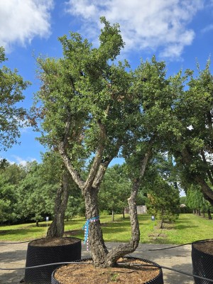 Afbeelding Kurkeik - Quercus suber