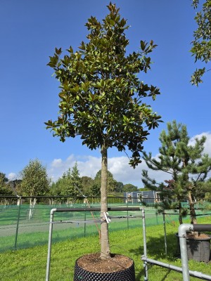 Afbeelding Magnolia grandiflora 'Galissonnière' - Magnolia grandiflora 'Galissonnière'