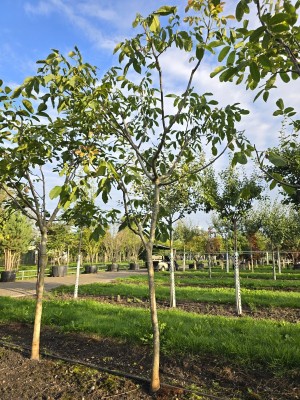 Afbeelding Walnoot 'Cyril' - Juglans regia 'Cyril'
