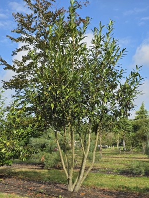 Afbeelding Kirschlorbeer 'Caucasica' - Prunus laur. Caucasica