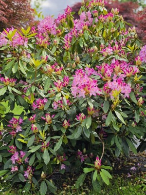 Afbeelding Wilde bos-rhododendron - Rhododendron ponticum 'Roseum'