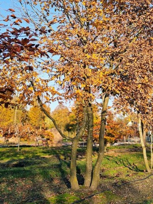 Afbeelding Hainbuche - Carpinus betulus