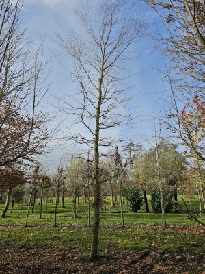 Afbeelding Groene Beuk, - Fagus sylvatica