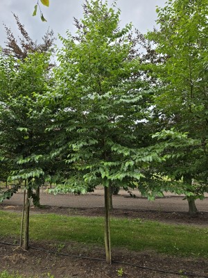 Afbeelding Storaxboom - Styrax japonicus