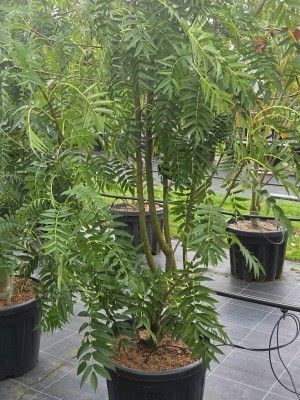 Afbeelding Lijsterbes 'Dodong' - Sorbus 'Dodong'