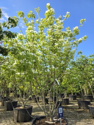 Afbeelding Japanse grootbloemige kornoelje - Cornus kousa 'Milky Way'