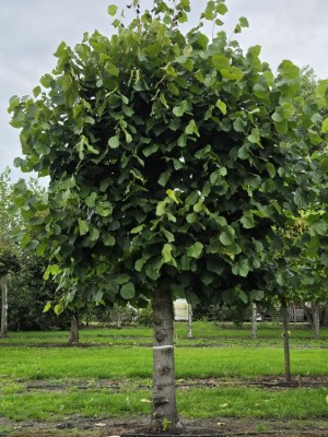 Afbeelding Leilinde - Tilia americana 'Nova'