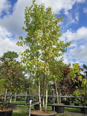 Afbeelding Amberboom Worplesdon - Liquidambar styraciflua 'Worplesdon'
