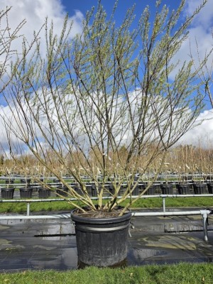 Afbeelding Grijze wilg,  Rozemarijnwilg - Salix 'Rosmarinifolia'