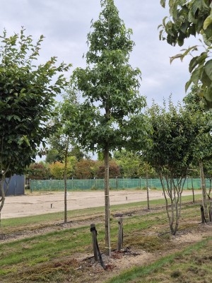 Afbeelding Amberboom - Liquidambar styraciflua