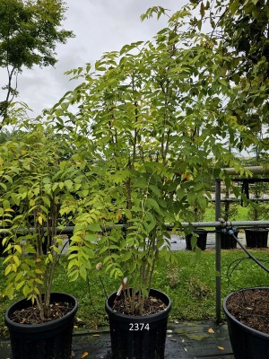 Afbeelding Augurkenstruik - Decaisnea Fargesii