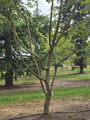 Afbeelding Winterbloeiende sierkers - Prunus x Subhirtella 'Autumnalis Rosea'