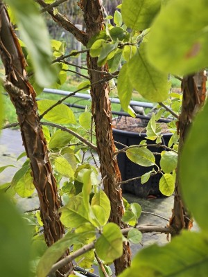 Afbeelding Sneeuwvlokkenboom - Chionanthus retusus