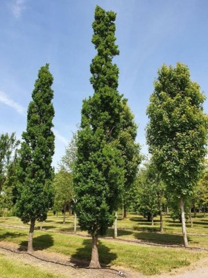 Afbeelding Säuleneiche - Quercus robur 'Fastigiata'