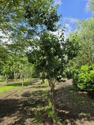 Afbeelding Pruimenboom met blauwe lekkere pruimen - Prunus domestica 'Bleue de Belgique'