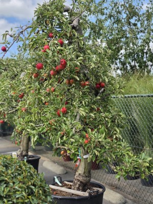 Afbeelding Appel 'Elstar' - Malus domestica 'Elstar'
