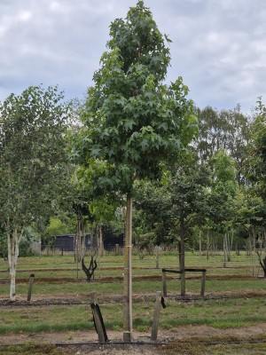 Afbeelding Amberboom - Liquidambar styraciflua