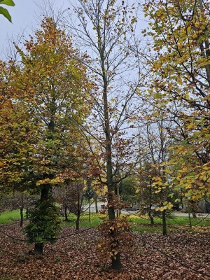 Afbeelding Grüne Buche für Waldgarten und Landschaft - Fagus sylvatica