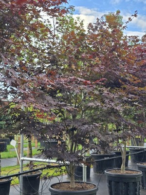 Afbeelding Japanischer Ahorn - Acer palmatum 'Bloodgood'