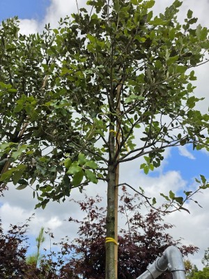 Afbeelding Steeneik hoogstamboom - Quercus ilex