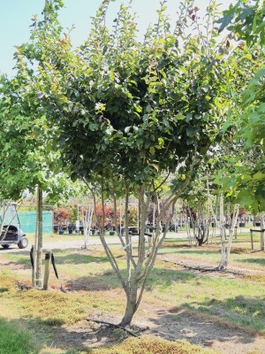Afbeelding Perzisch IJzerhout - Parrotia persica 'Vanessa'