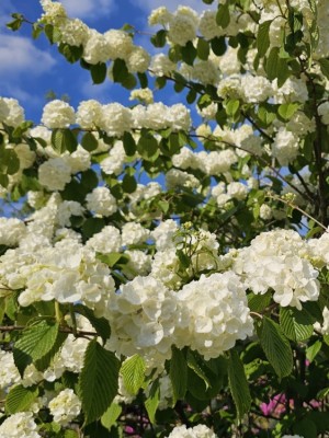 Afbeelding Japanischer Schneeball - Viburnum plicatum 'Popcorn'