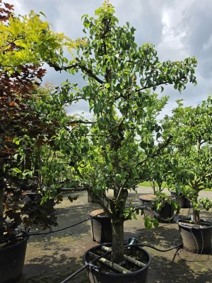 Afbeelding Peer Solitair - Pyrus c. 'Conference'