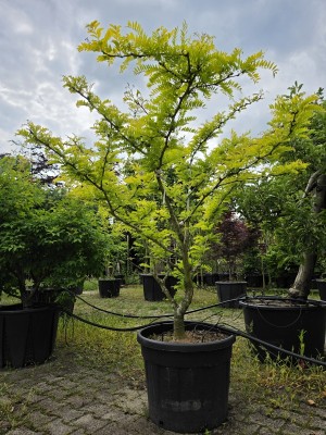 Afbeelding Falscher Christusdorn - Gleditsia triacanthos ‘Sunburst'