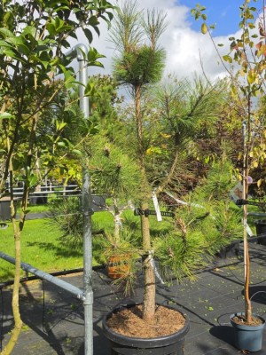 Afbeelding Grove Den struikvorm - Pinus sylvestris