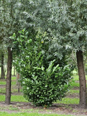 Afbeelding laurierstruik - Prunus laur. Rotundifolia