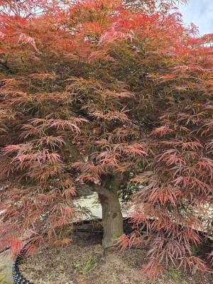Afbeelding Japanse esdoorn - Acer palmatum 'Dragon's fire'