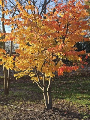 Afbeelding Perzisch ijzerhout 'Bella' - Parrotia persica 'Bella'