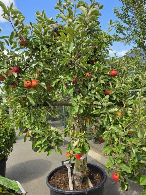 Afbeelding Appel 'Elstar' - Malus domestica 'Elstar'