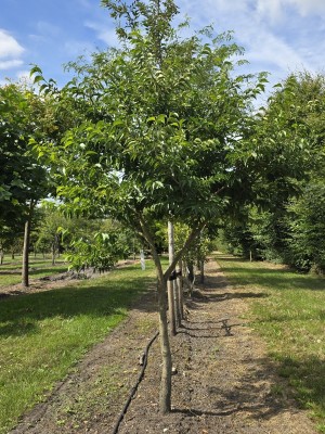 Afbeelding Storaxboom - Styrax japonicus