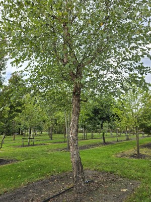 Afbeelding Zwarte Berk - Betula Nigra