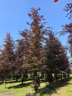 Afbeelding Rode beuk - Fagus sylvatica 'Atropunicea'