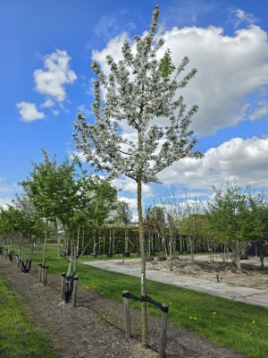 Afbeelding Rode sierappel met witte bloesem - Malus 'Red Sentinel'