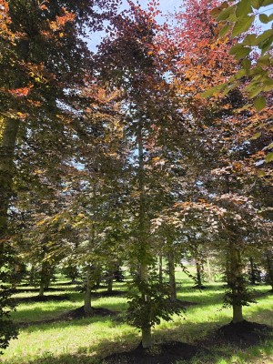Afbeelding Rode beuk - Fagus sylvatica 'Atropunicea'