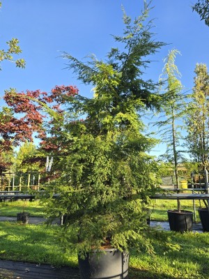 Afbeelding Canadese Hemlockspar - Tsuga canadensis