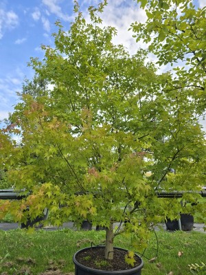 Afbeelding Japanischer Ahorn - Acer palmatum