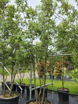 Afbeelding Steeneik - Quercus ilex