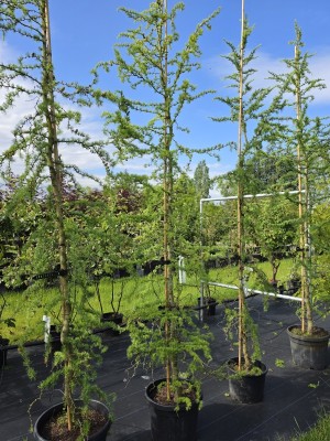 Afbeelding Kronkel lariks - Larix kaempferi 'Diana'