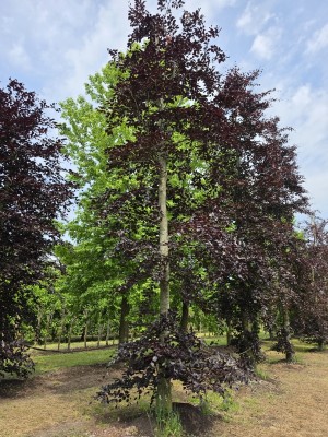 Afbeelding Rode beuk - Fagus sylvatica 'Atropunicea'