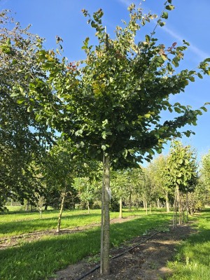 Afbeelding Perzisch ijzerhout hoogstam - Parrotia persica