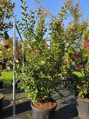 Afbeelding Indischer Flieder - Lagerstroemia indica 'Tuscarora'