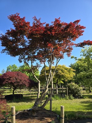 Afbeelding Japanse esdoorn - Acer palmatum 'Bloodgood'