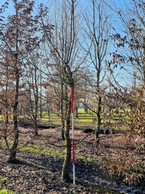 Afbeelding Speelboom,  klimboom, vogelboom, - Carpinus betulus