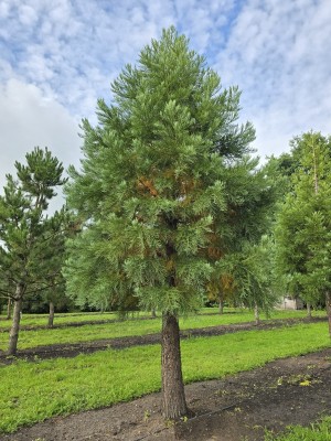 Afbeelding Mammoetboom - Sequoiadendron giganteum