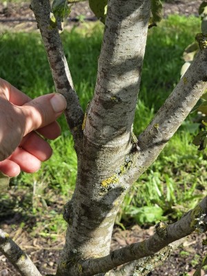 Afbeelding Peer 'Beurré Hardy' als struik - Pyrus c. 'Beurré Hardy'